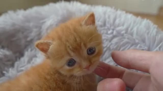 The owner and the kitten are playing