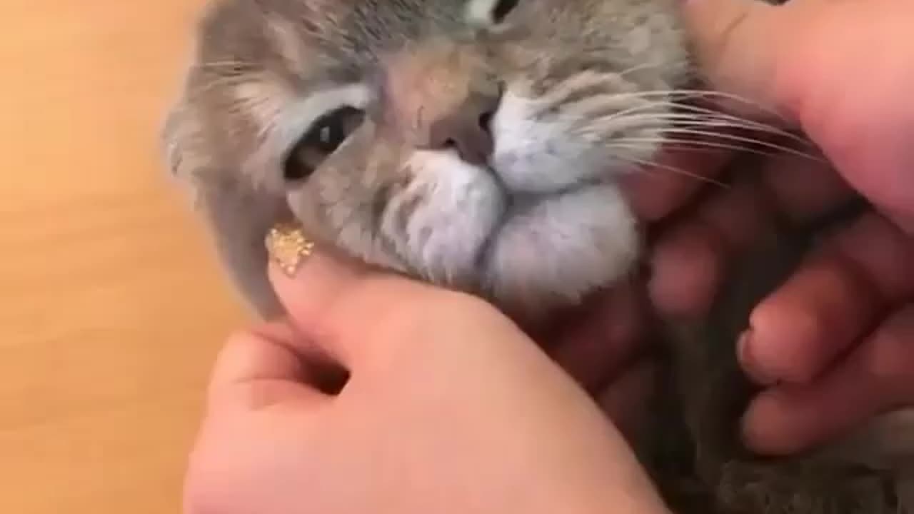 Cute Cat