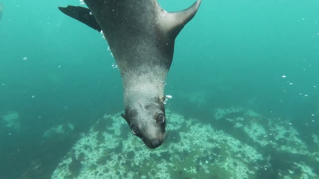 😜A group of cute seals playing happily in the water