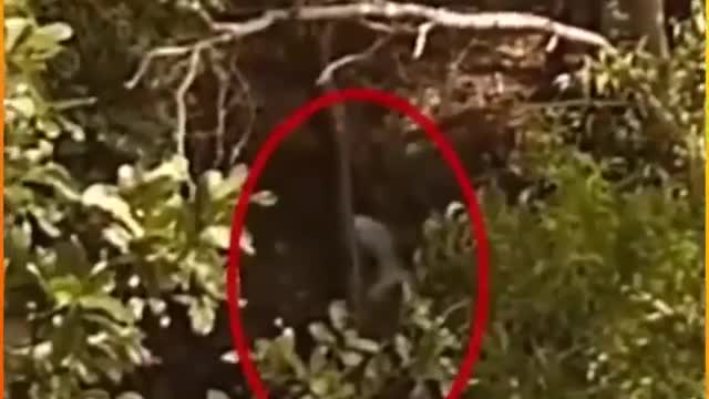 Alien Sighting Video, Phenomenal UFO…