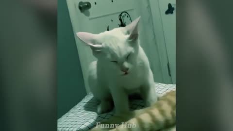 Very funny cats video