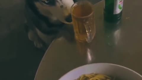 Drink dog