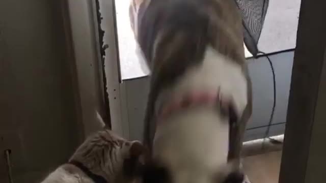 Collab copyright protection - pit bull walks through broken screen