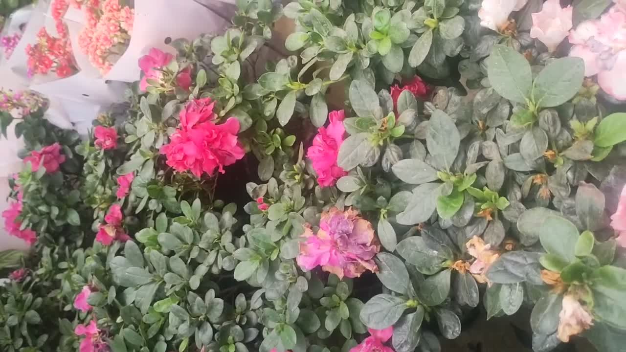 Rows of camellias and gypsophila potted plants