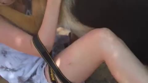 German shepherd dog sees foster mom 1 year later