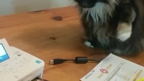 Cat vs Photo Printer