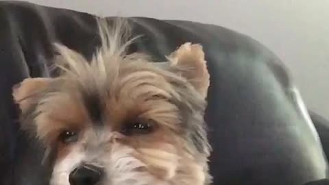 Brown dog falling asleep and opening eyes