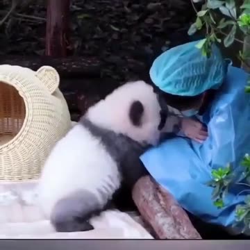 Baby panda bear full of love and admiration