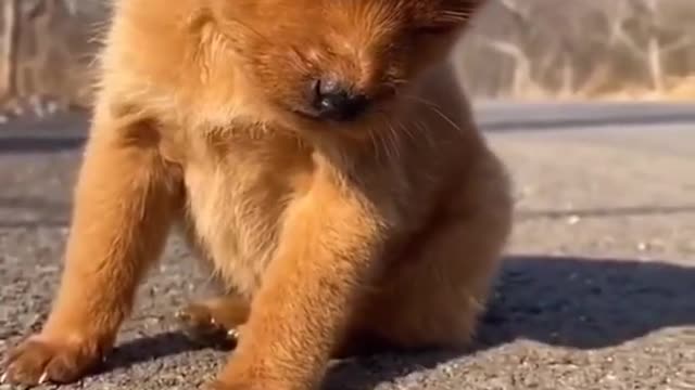 Funny dog ​​who feels sleepy