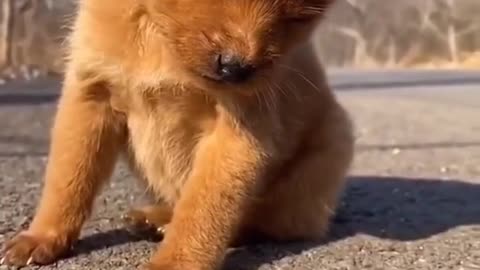 Funny dog ​​who feels sleepy