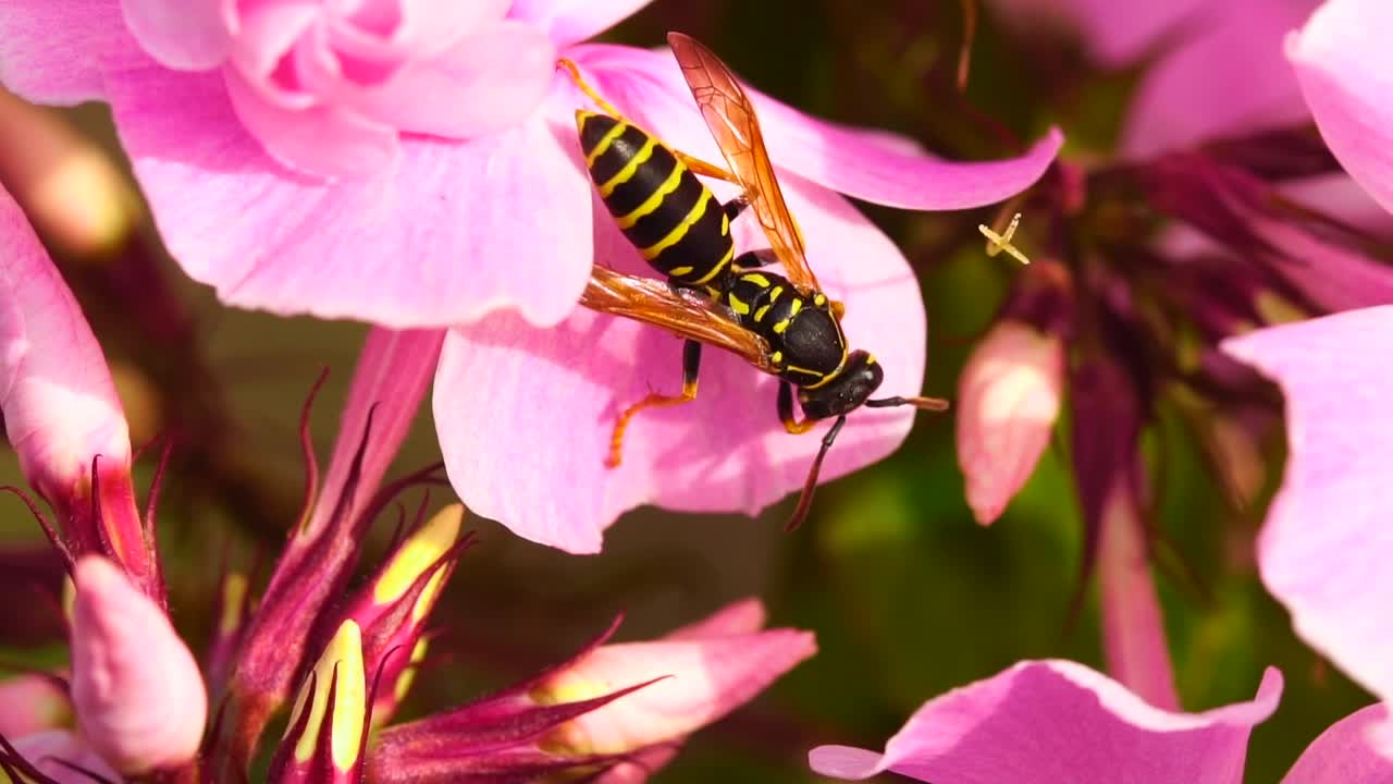Wasp standin on a pink petal