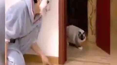 Funny 🐈 videos