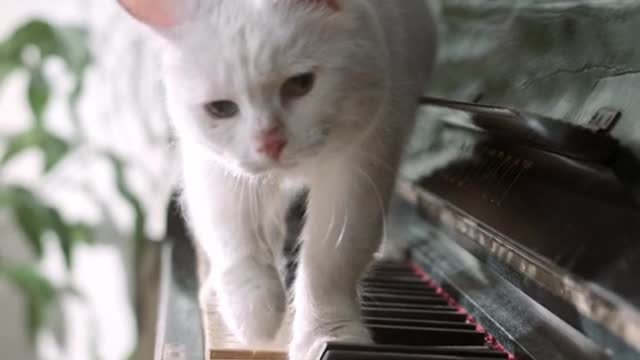 Cute cat playing piano