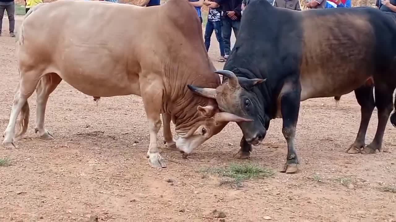 White and Black Bulls Fighting, Hard Fighting Bulls, Live Recorded - Multi Fun