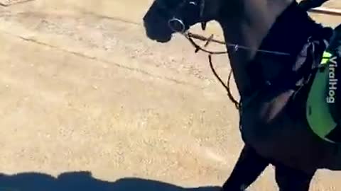 Funny Horse Videos - Try Not To Laugh-BEST OF 2021