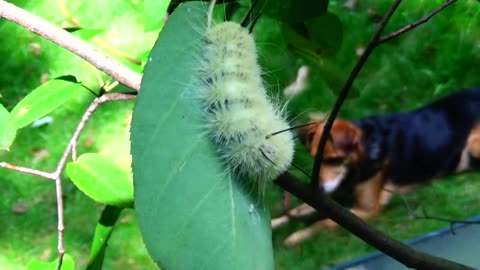 Caterpillar