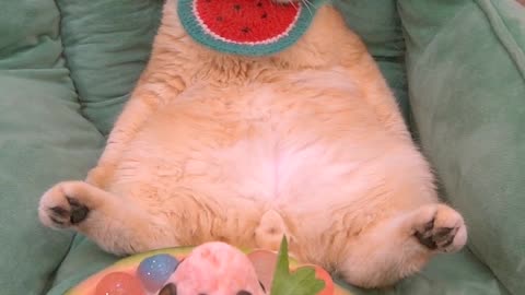 A cat that can make watermelon ice cream