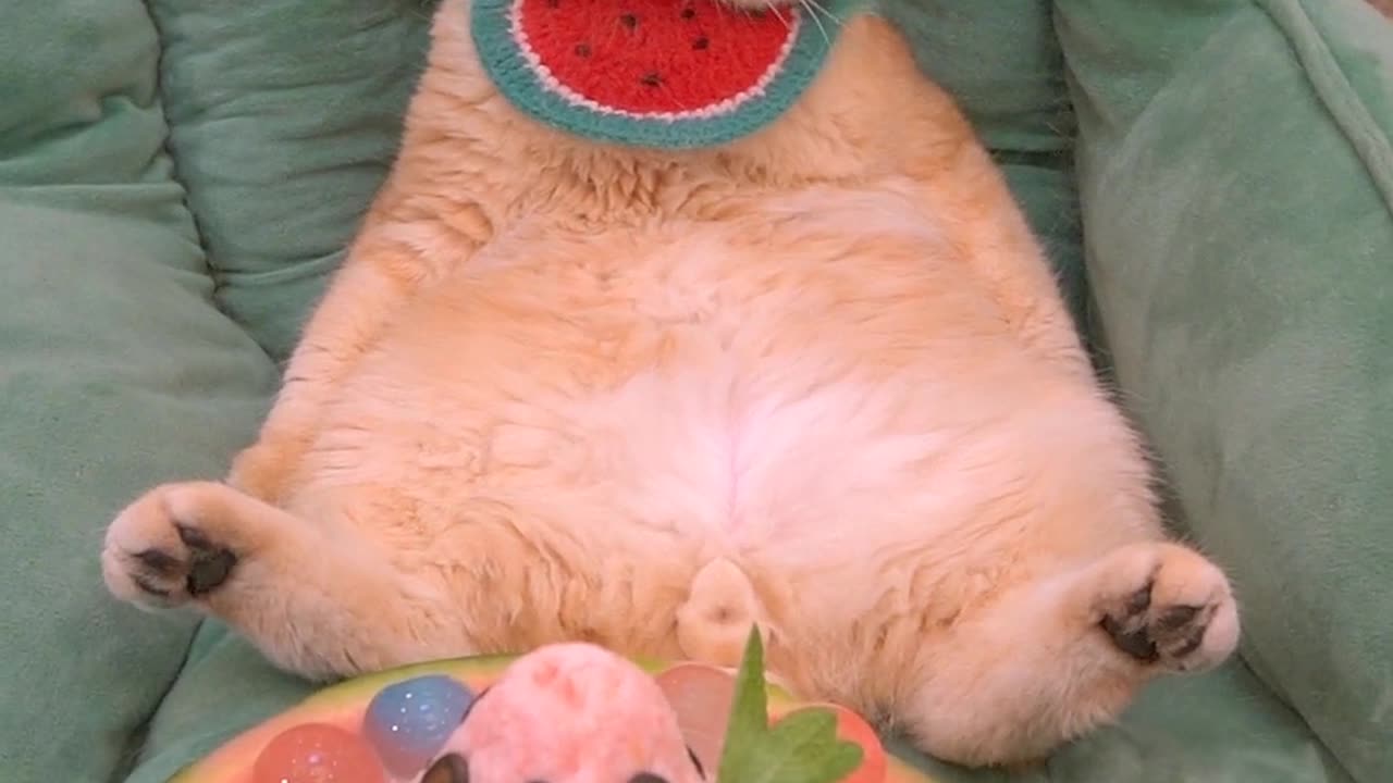 A cat that can make watermelon ice cream