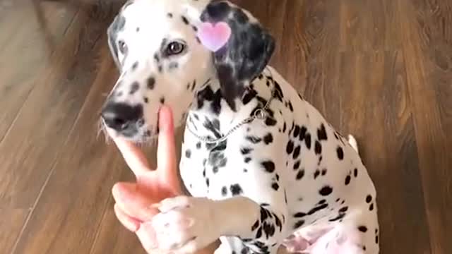 Funny Great Dane shows off his Halloween octopus costume