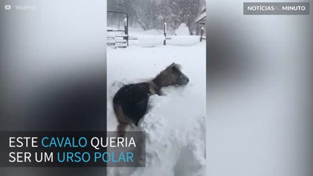 Cavalo se diverte brincando na neve