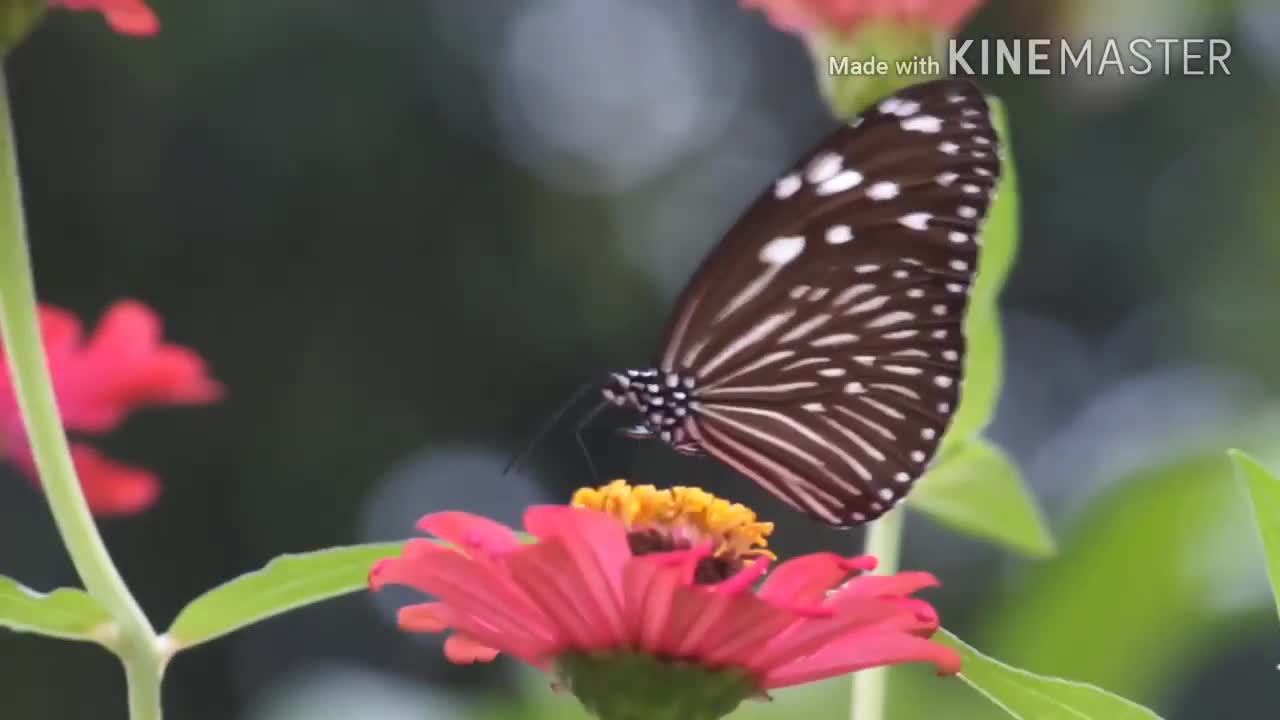 Vlog butterfly in flower garden