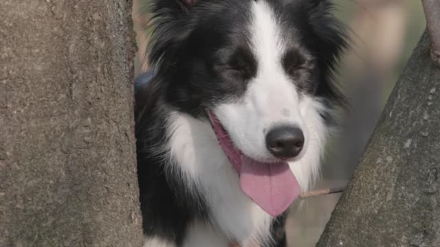 adog-standing-between-the-tree-branch