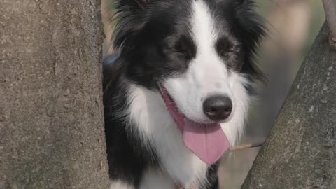 adog-standing-between-the-tree-branch