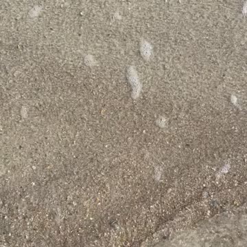 Sandfleas in Fernandina