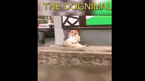 Baby Dogs - Cute and Funny Dog