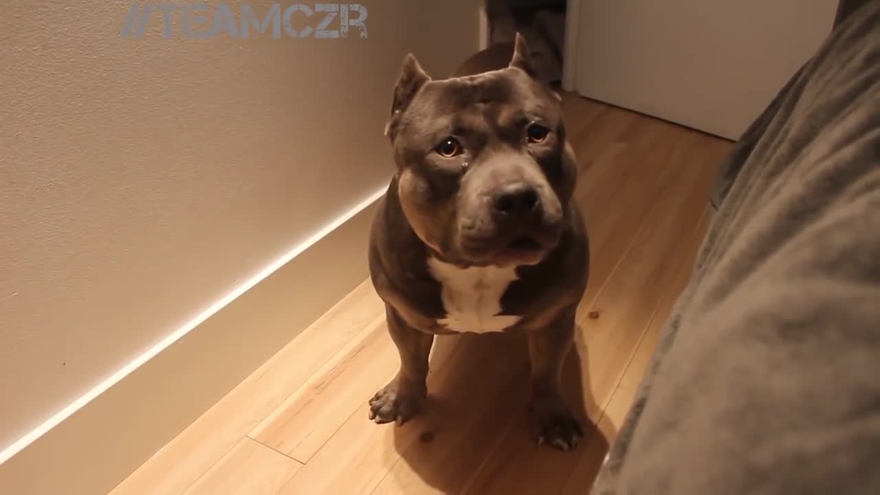 Talking dog.American Bully is so cute.