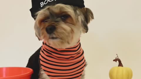 CUTE DOG
