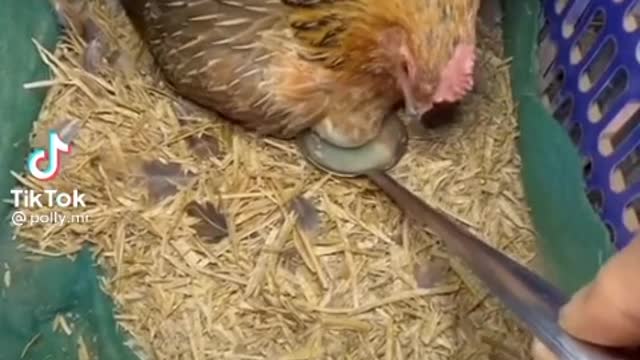 Hen Says it's My Egg 🥚🥚 very Funny video 🤣 beautiful Hen in world 🌍