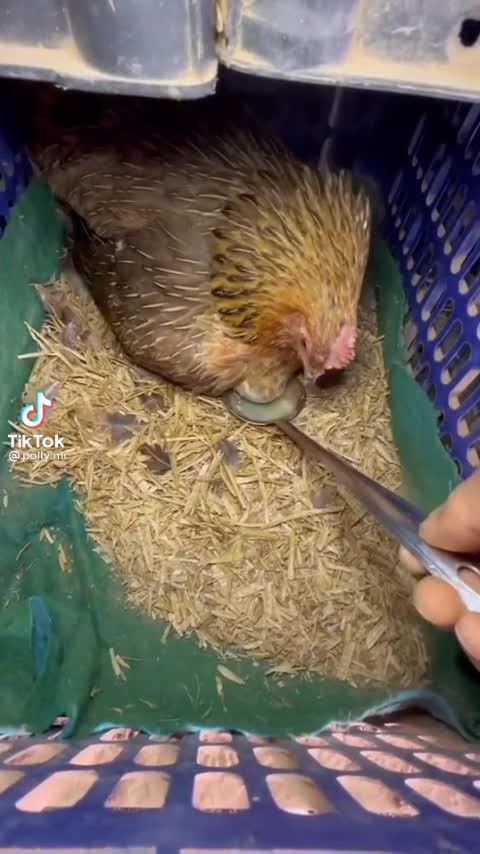 Hen Says it's My Egg 🥚🥚 very Funny video 🤣 beautiful Hen in world 🌍