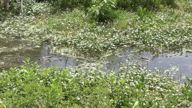 alligator chasing another one in Florida wetlands