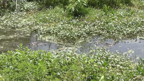 alligator chasing another one in Florida wetlands