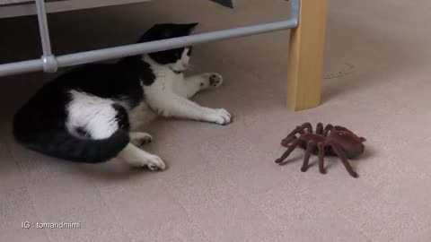 Cat Vs Giant Spider fight