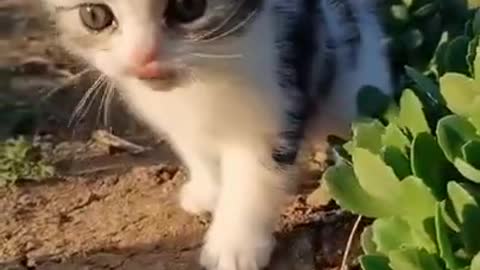 Baby cat video