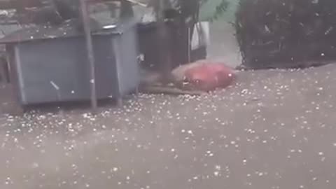 Ducks are also afraid of rain