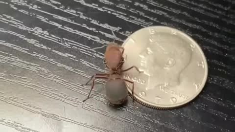 Cute Giant Queen Ant