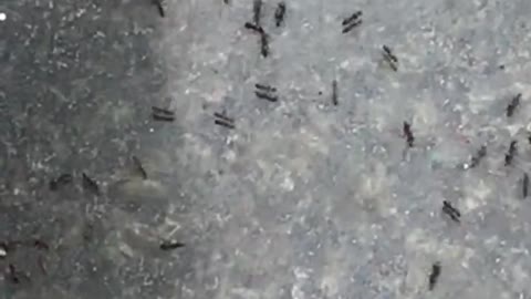 crowded as ants