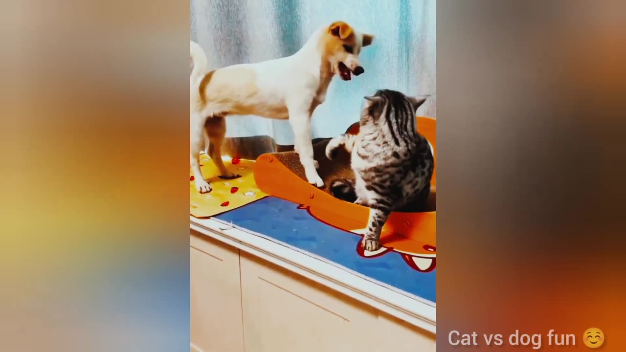 BEST FUNNIEST CATS AND DOGS VIDEOS 2024 😂 | FUNNY ANIMAL VIDEOS