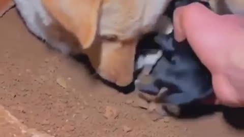 The mother dog and her pups were found and adopted 🐾🐶😢💞