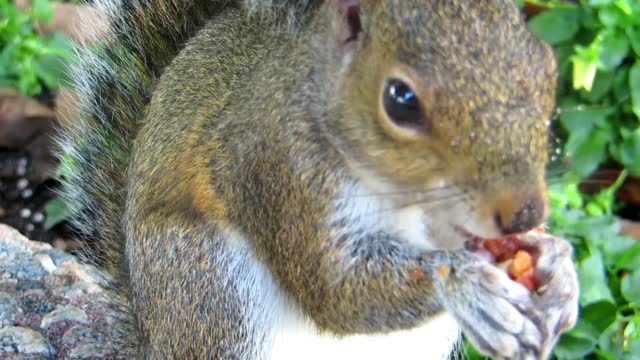 Squirrel nibbling away