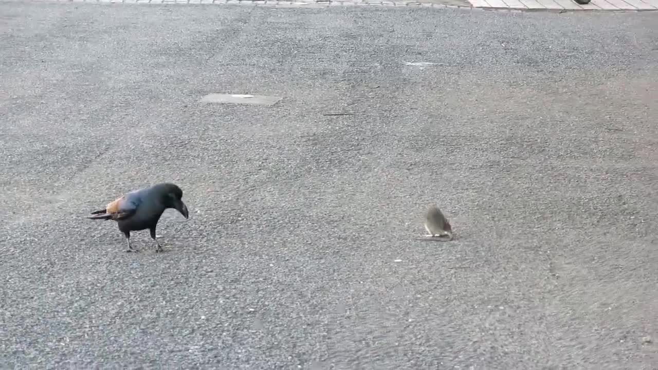 A strange friendship between a crow and a mouse