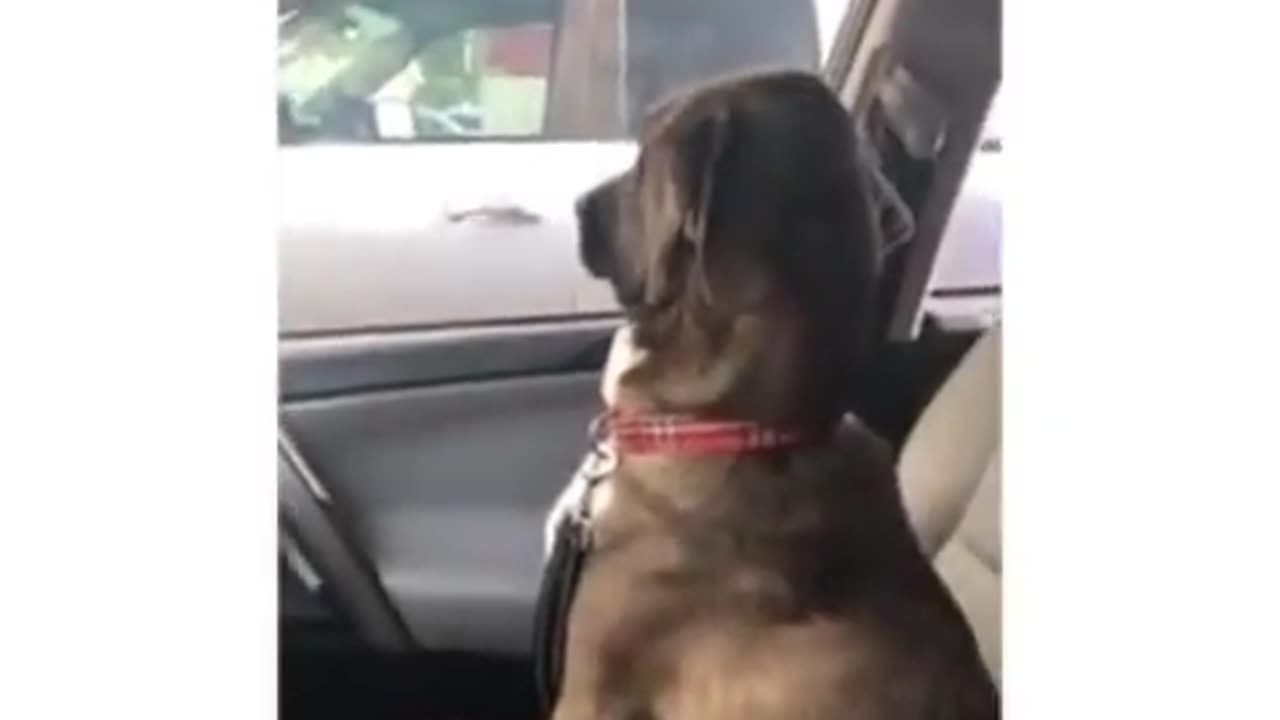 Funny dog