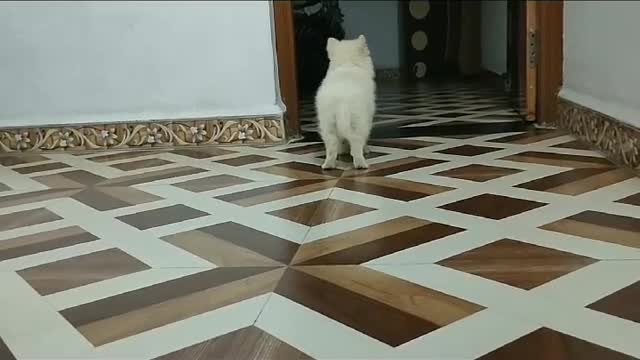 Dog video