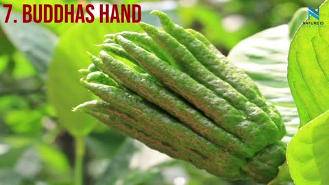 Top 10 unusual Fruits You Never Seen Before | Nature is Everything