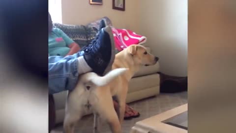 The Ultimate Funny Dog Video