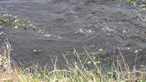 large alligator jumped after bird