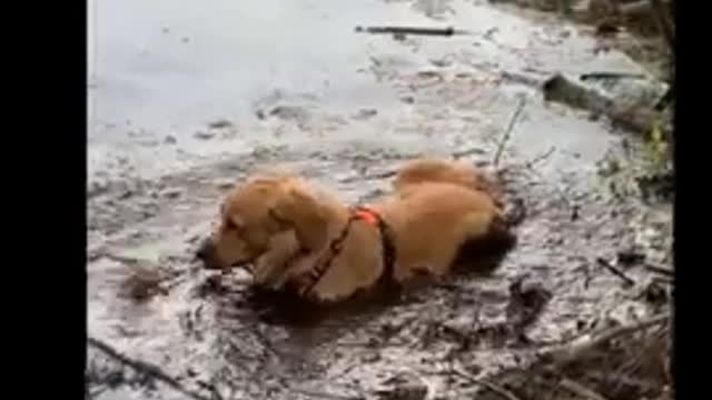 Funny moment Amazing Golden Retriever Playing Underwater